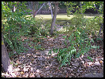 river access at Fall Creek Corridor Park at 56th Street